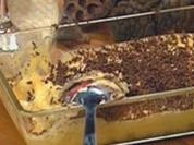 Winzerdessert - Rezept