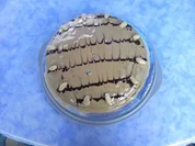 Mandelkuchen - Rezept