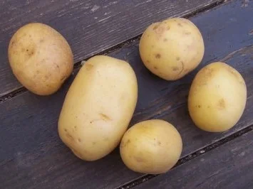 Kartoffelgratin tres bien - Rezept