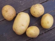 Kartoffelgratin tres bien - Rezept