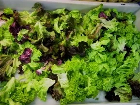 Blattsalat mit Melone - Rezept