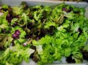 Blattsalat mit Melone - Rezept