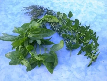 Rezept: Kräutereiswürfel Bild Nr. 4 Kräutereiswürfel - Rezept - Bild Nr. 4