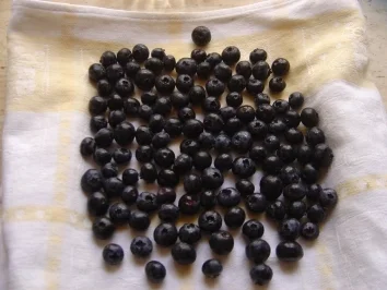 Rezept: Blaubeeren mit Quarkcreme Bild Nr. 2 Blaubeeren mit Quarkcreme - Rezept - Bild Nr. 2