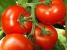 gefüllte Tomaten mit Baguette - Rezept