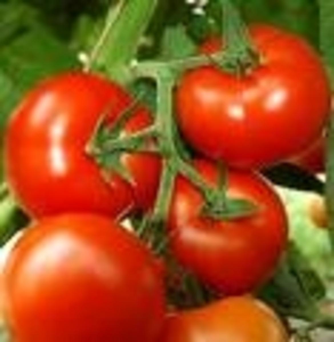 Bilder für gefüllte Tomaten mit Baguette - Rezept