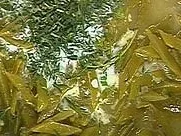 Rezept: Schnibbelbohnen Schnibbelbohnen - Rezept