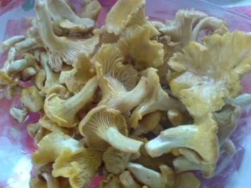 Pilzsuppe - Pfifferlinge - Rezept - Bild Nr. 3