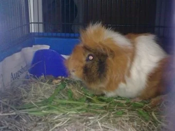 Lachsnudeln mit Räucherlachs - Rezept