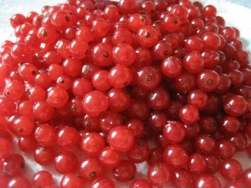 Rezept: Träubleskuchen mit Baiser Bild Nr. 3 Träubleskuchen mit Baiser - Rezept - Bild Nr. 3