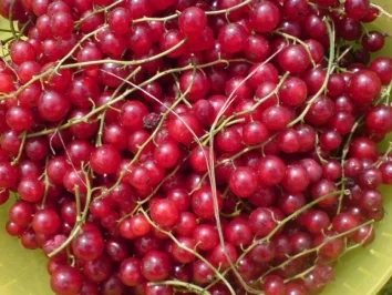 Rezept: Johannisbeerlikör Bild Nr. 4 Johannisbeerlikör - Rezept - Bild Nr. 4