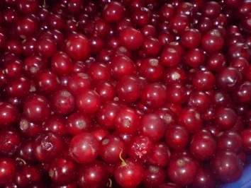 Rezept: Johannisbeerlikör Bild Nr. 6 Johannisbeerlikör - Rezept - Bild Nr. 6