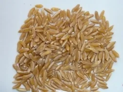 Rezept: Kamut - Nuss - Brot Bild Nr. 3 Kamut - Nuss - Brot - Rezept - Bild Nr. 3