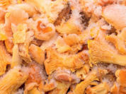 Eierschwammerl einfrieren für die "Schwammerllose Zeit" - Rezept - Bild Nr. 2