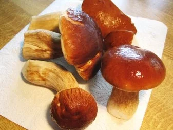 Steinpilze trocknen ... - Rezept