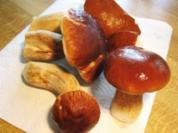 Steinpilze trocknen ... - Rezept
