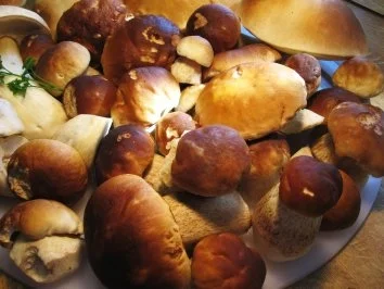 Steinpilze trocknen ... - Rezept - Bild Nr. 2