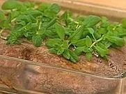 Leber im Ganzen gebraten - Rezept