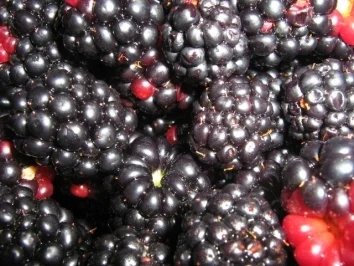 Weißkohl Diät - die belibteste an  Balkan - Rezept - Bild Nr. 2