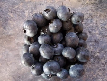 Rezept: Zuchtheidelbeeren-Marmelade Bild Nr. 2 Zuchtheidelbeeren-Marmelade - Rezept - Bild Nr. 2