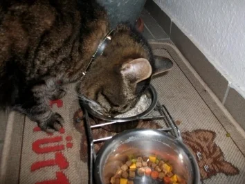 Rezept: Was 'herziges' für meinen Tiger Bild Nr. 2 Was 'herziges' für meinen Tiger - Rezept - Bild Nr. 2