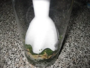 Pasta mit Räucherlachs - Zitronenpesto......... - Rezept - Bild Nr. 3