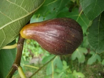 'Feiges, heißes Quarkförmchen' - Rezept - Bild Nr. 2