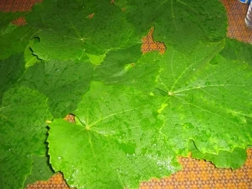 Rezept: Rajmes - Sarma - Gefüllte Weinblätter mazedonische Art Bild Nr. 2 Rajmes - Sarma - Gefüllte Weinblätter mazedonische Art - Rezept - Bild Nr. 2