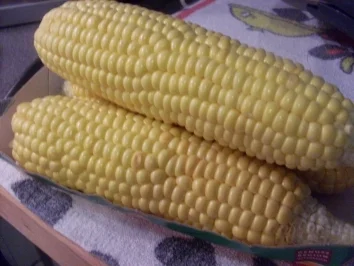 Gekochte Maiskolben / Kukerutz - Rezept - Bild Nr. 2