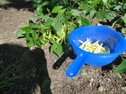 Gelber Bohnensalat frisch   (mit Fotos) - Rezept