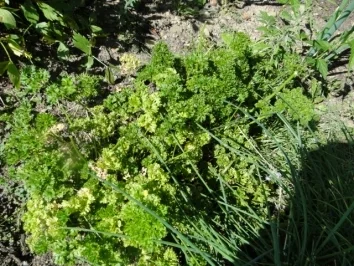 Gelber Bohnensalat frisch   (mit Fotos) - Rezept - Bild Nr. 2