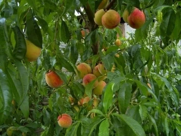 Rezept: Die Pfirsich-Ballade Bild Nr. 2 Die Pfirsich-Ballade - Rezept - Bild Nr. 2