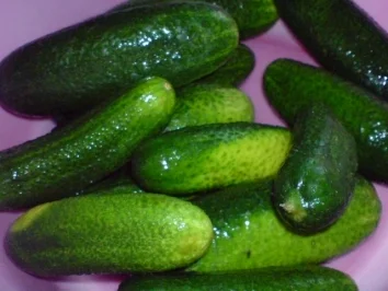 Rezept: Gewürzgurken Bild Nr. 3 Gewürzgurken - Rezept - Bild Nr. 3