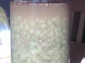 Liköre ☆☆ ´Weintraubenlikör - Rezept