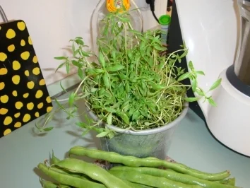 Bohnen mit Champignons - Rezept - Bild Nr. 2