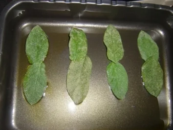 Rezept: LACHS UNTER SARDELLENPESTO Bild Nr. 2 LACHS UNTER SARDELLENPESTO - Rezept - Bild Nr. 2