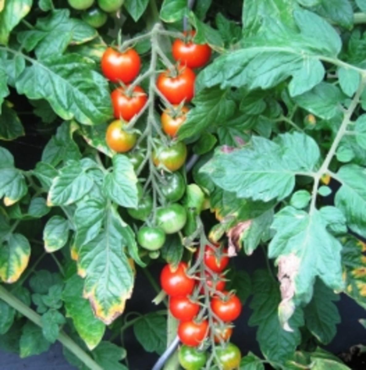 feuriger Tomatensalat - Rezept - Bild Nr. 3