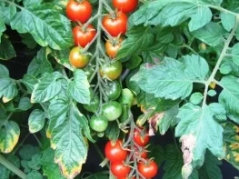 feuriger Tomatensalat - Rezept - Bild Nr. 3