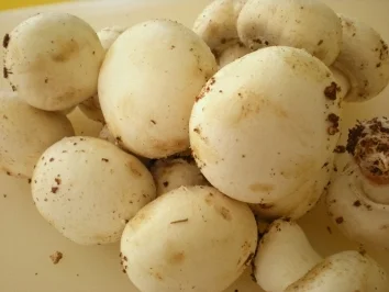 NUDELN: Champignons in Gorgonzola-Eiersauce - Rezept