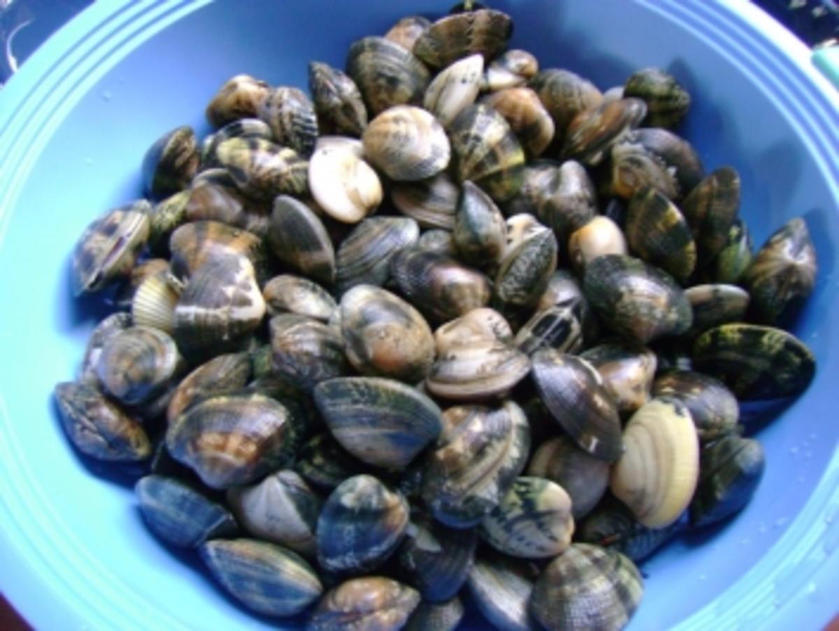 Pasta: Spaghettini mit  Vongole und Garnelen - Rezept - Bild Nr. 5