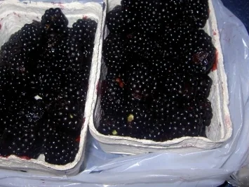 Brombeer-Joghurt-Dessert - Rezept - Bild Nr. 2