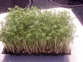 Rezept: Gorgonzola - Kresse - Aufstrich Bild Nr. 2 Gorgonzola - Kresse - Aufstrich - Rezept - Bild Nr. 2