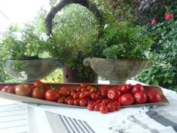 NUDELN gefüllte Conchiglioni rigati - Rezept