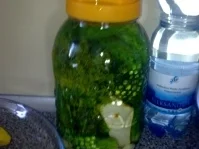 Salzgurken oder saure Gurken - Rezept