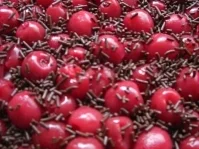 Rezept: Turbo-Torte Bild Nr. 2 Turbo-Torte - Rezept - Bild Nr. 2