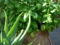 NUDELN/Bandnudeln mit Schweinemedaillons in Frischkäse-Pesto Soße - Rezept - Bild Nr. 6