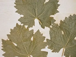 Yabrak - Rezept - Bild Nr. 3