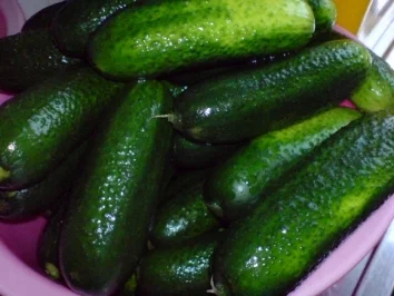 Salzgurken - Rezept - Bild Nr. 3