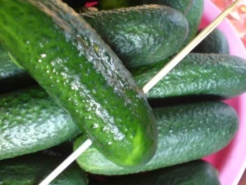 Salzgurken - Rezept - Bild Nr. 4