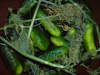 Salzgurken - Rezept - Bild Nr. 6